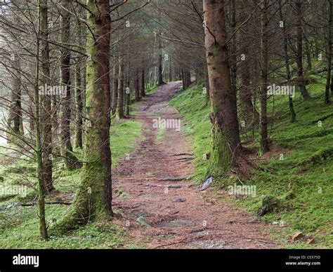 coed y brenin forest park.